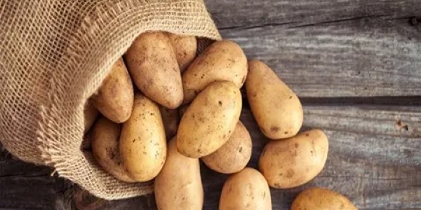 تصویر 2 از خرید و قیمت سیب زمینی تازه جیرفت + فروش صادراتی